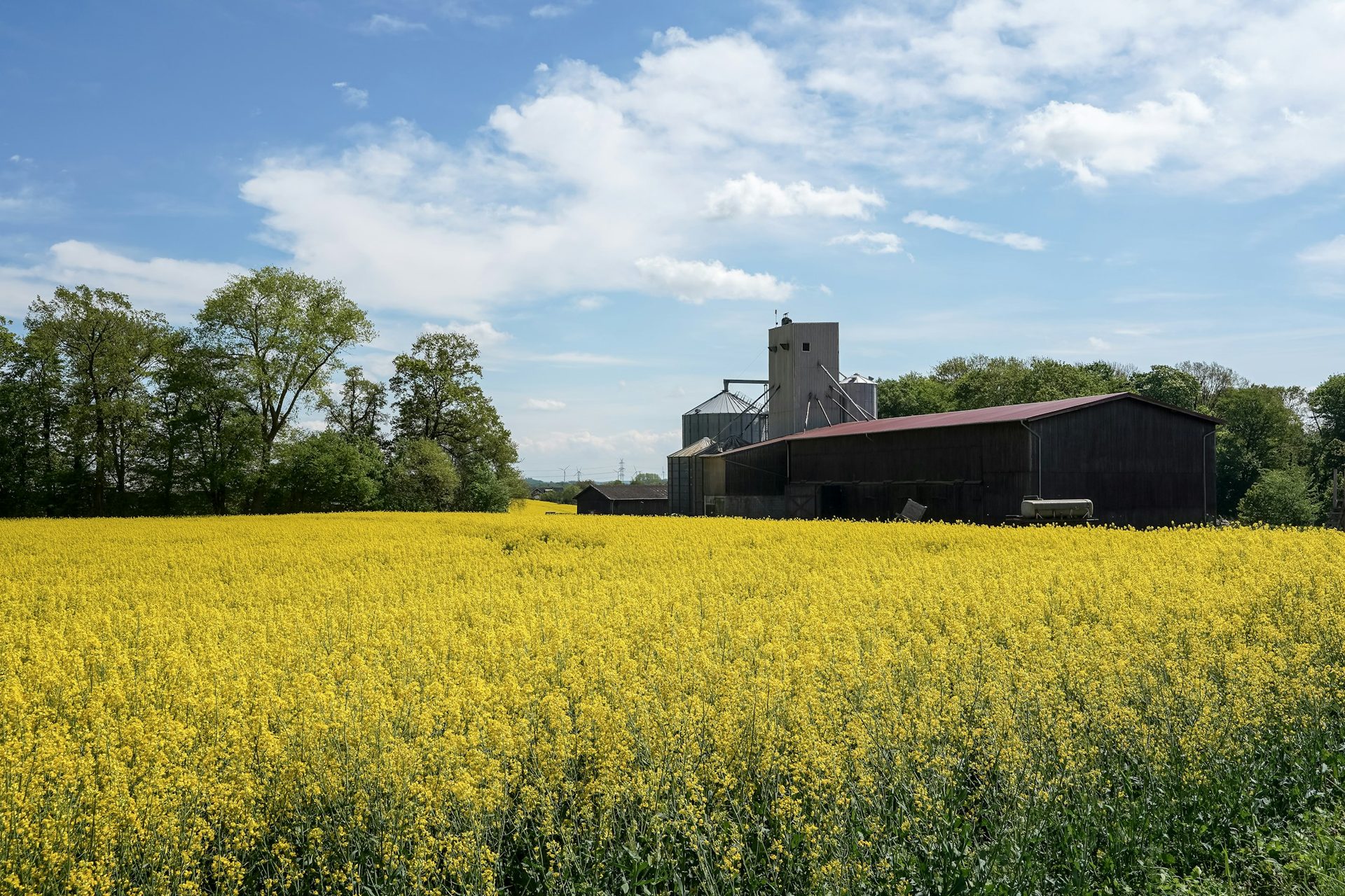 Champ de colza en fleurs devant un hangar agricole et des silos