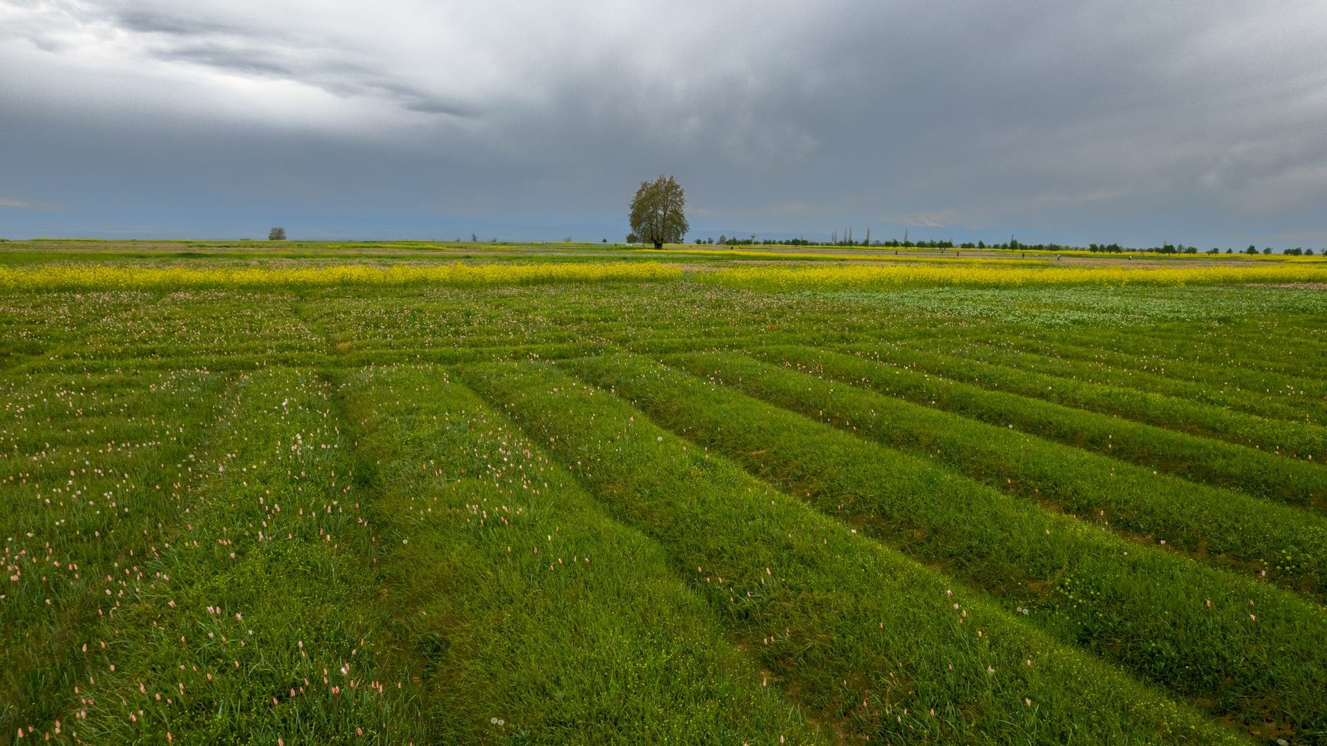 Parcelle de légumineuses en plaine agricole