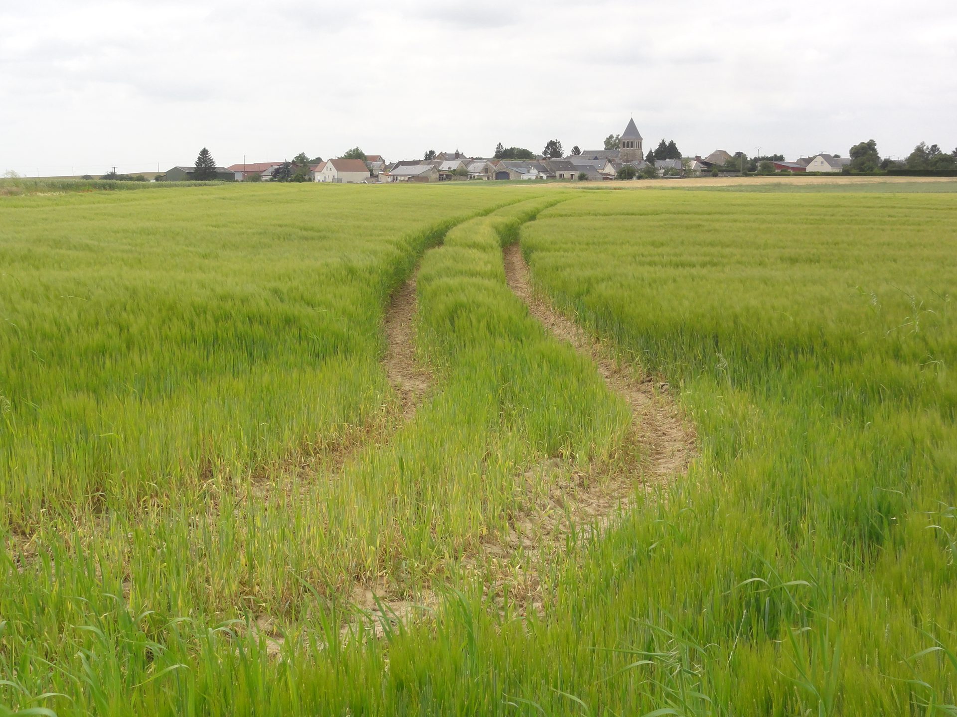 Champ de céréales à Grandlup-et-Fay (Aisne), avec le village en arrière-plan